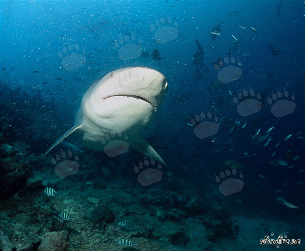 Impressive Bull Shark swimming along stunning reef