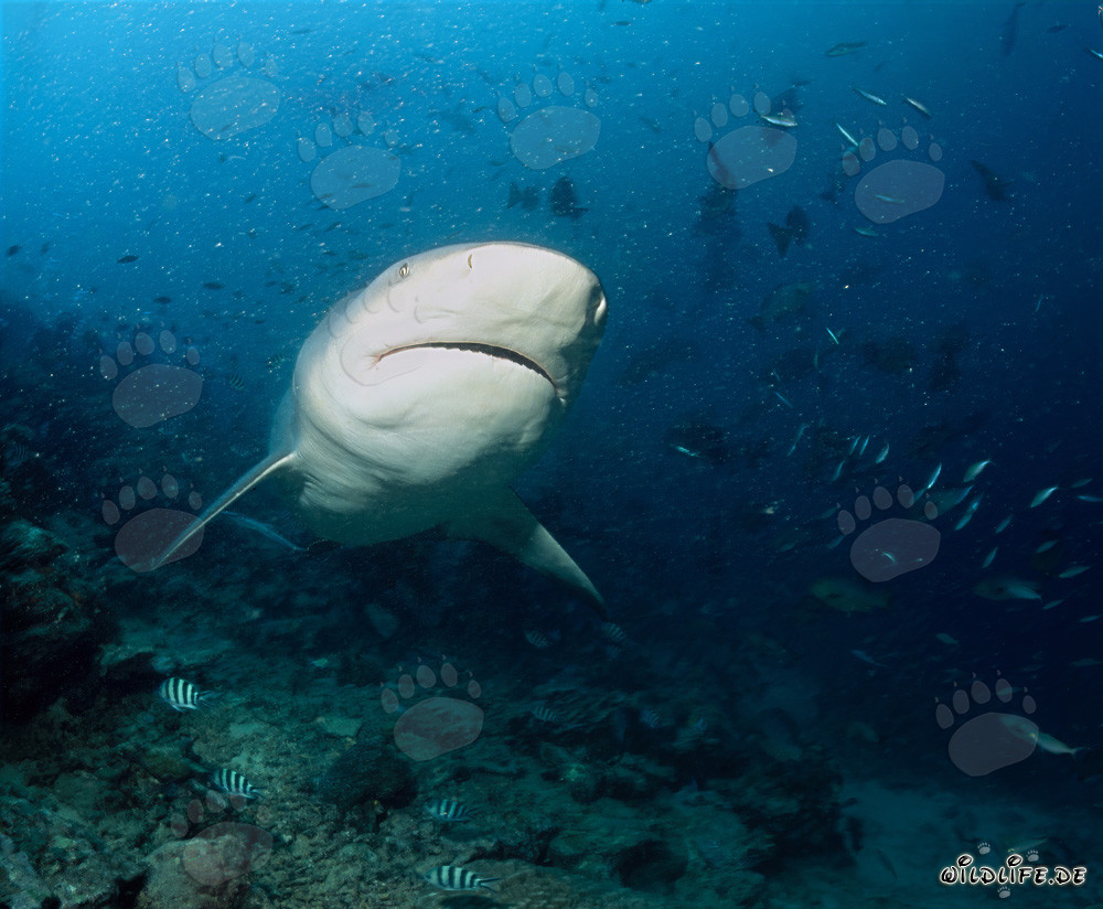 Requin taureau imposant devant un récif impressionnant