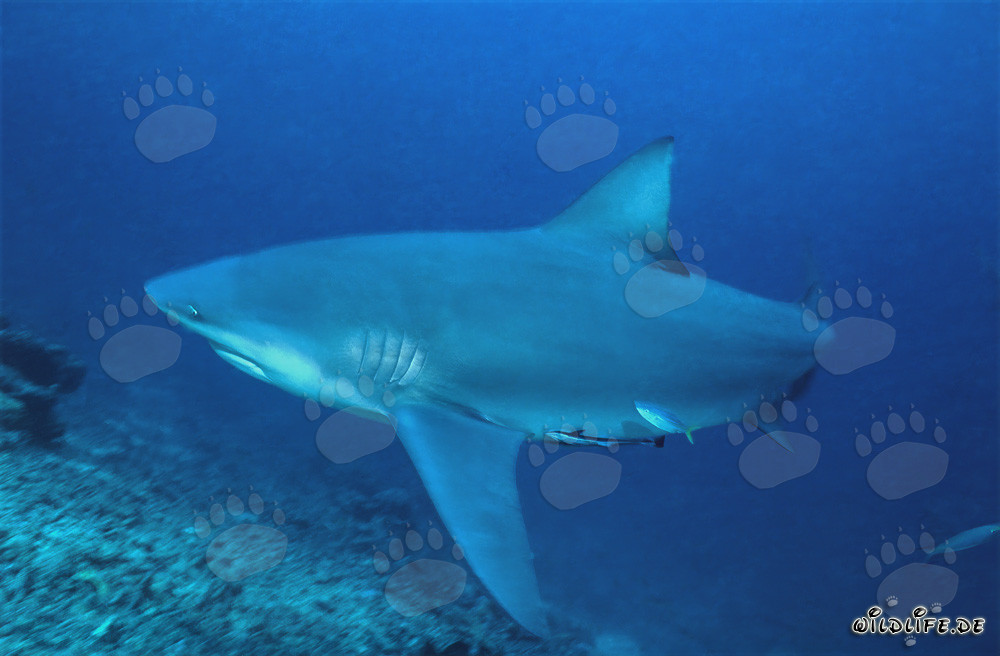 Bull shark swimming in front of stunning coral reef