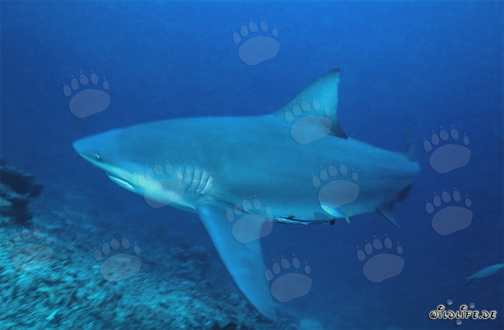 Requin taureau nageant devant un récif corallien époustouflant
