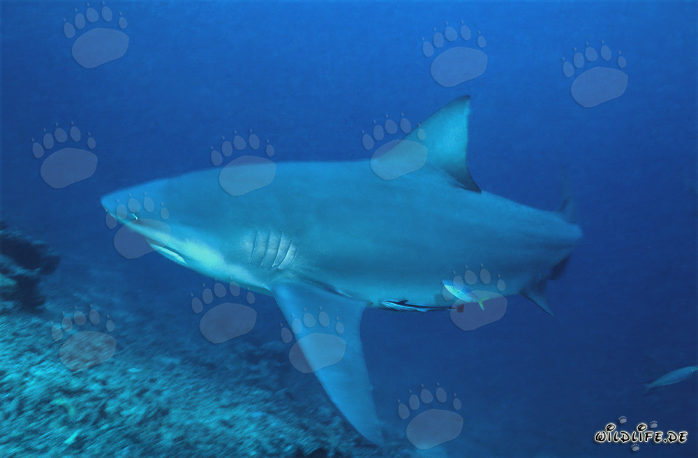 Squalo toro nuotante davanti a un meraviglioso reef di corallo