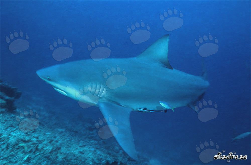Tiburón toro nadando frente a un arrecife de coral impresionante