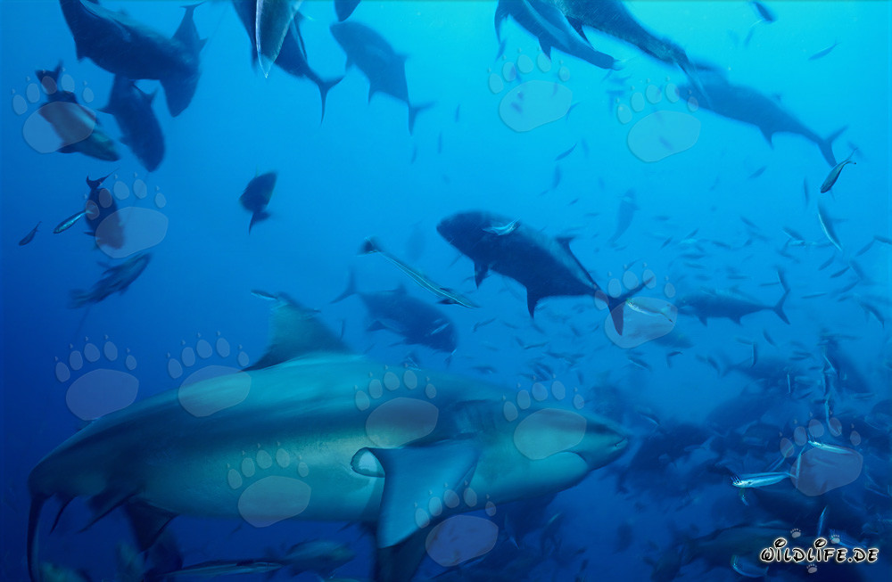 Majestic bull shark in Beqa Lagoon