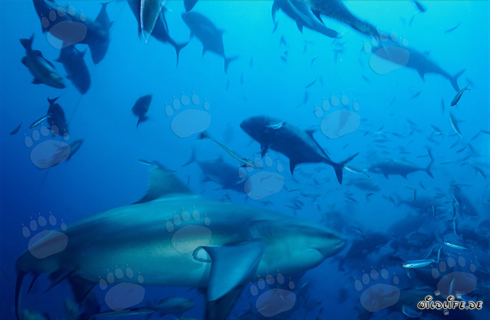 Requin taureau majestueux dans le lagon de Beqa