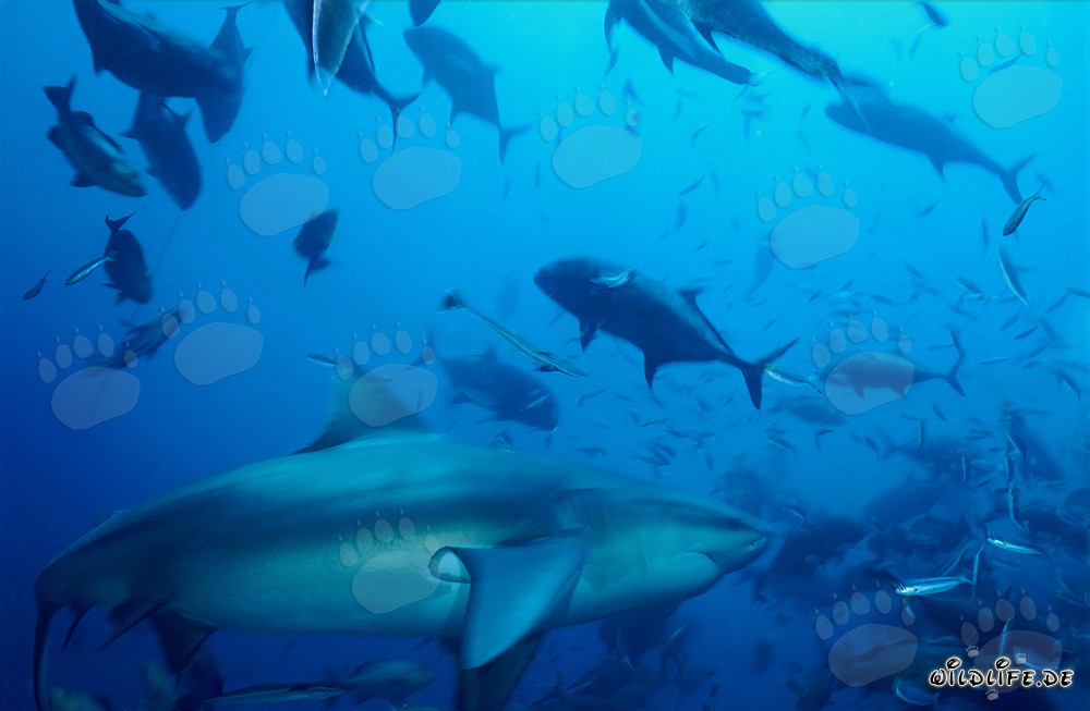 Majestico squalo toro nella laguna di Beqa