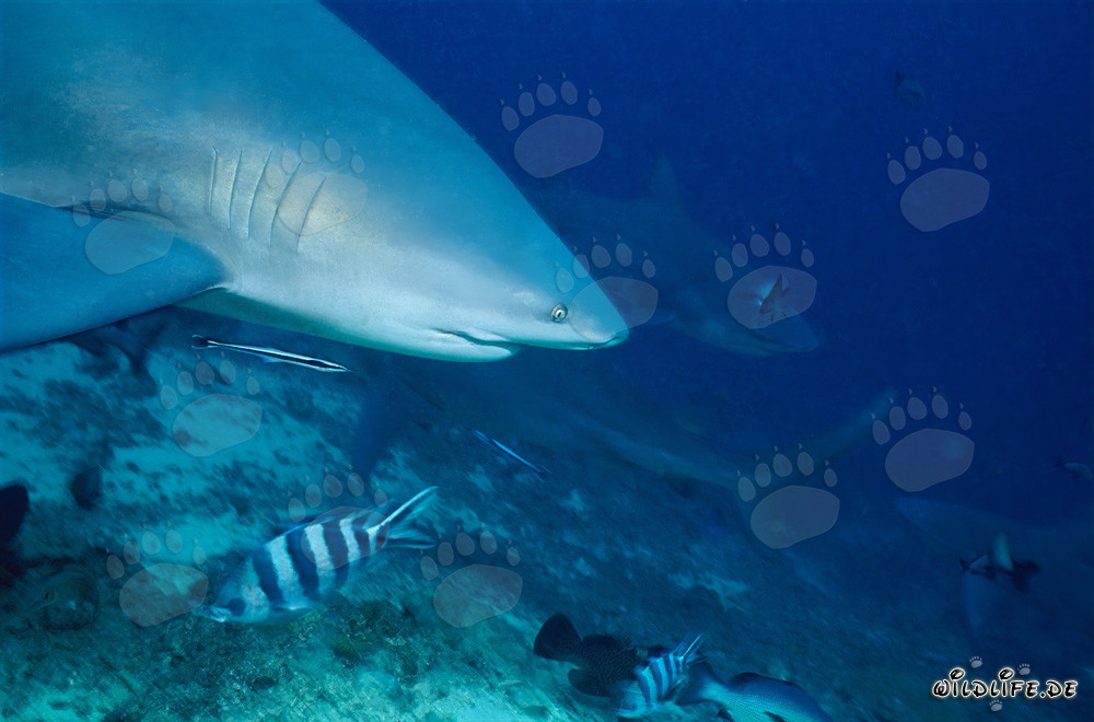 Impressive Bull Shark Portrait at Shark Reef in Fiji