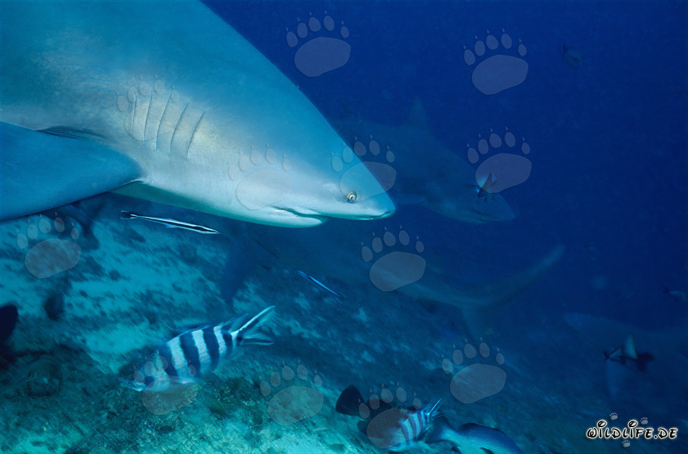 Imposantes Bullenhai-Porträt am Shark Reef auf den Fidschi-Inseln