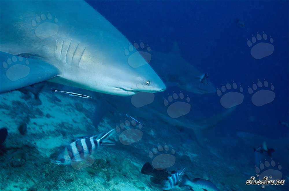 Portrait imposant du requin taureau au Shark Reef aux îles Fidji