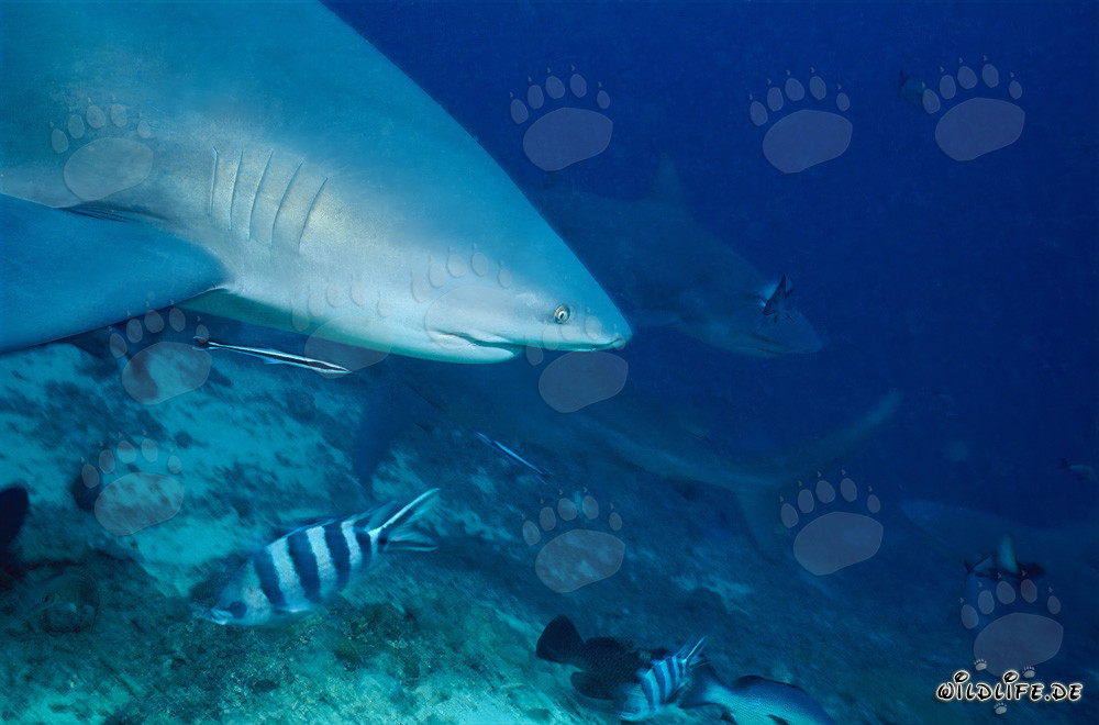 Retrato impresionante del tiburón toro en Shark Reef en las islas Fiji
