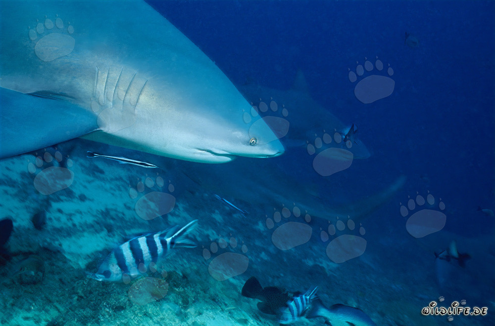 Ritratto imponente dello squalo toro al Shark Reef nelle isole Figi