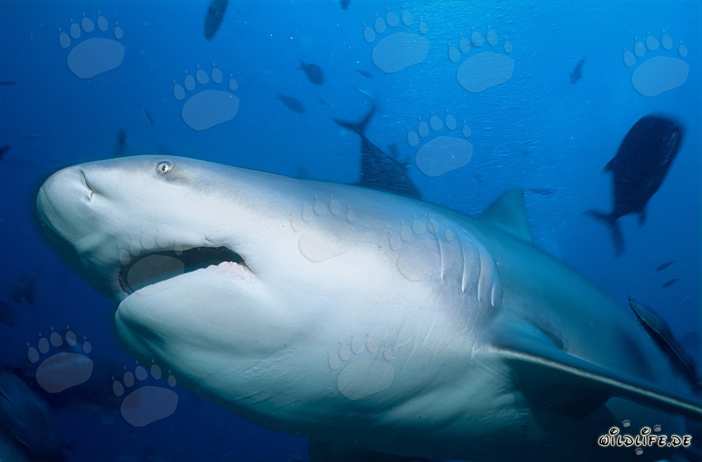 Requin taureau fascinant nage dans les eaux claires du lagon de Beqa aux Fidji
