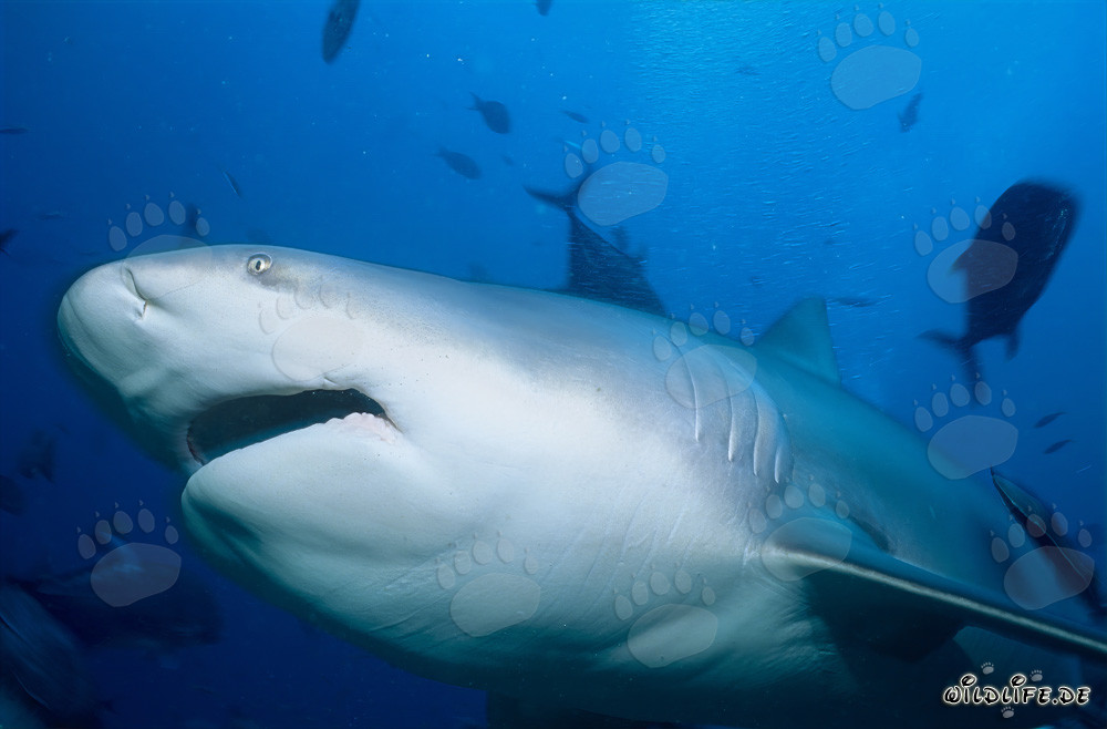 Fascinante tiburón toro nada en las aguas claras de la laguna de Beqa en Fiji