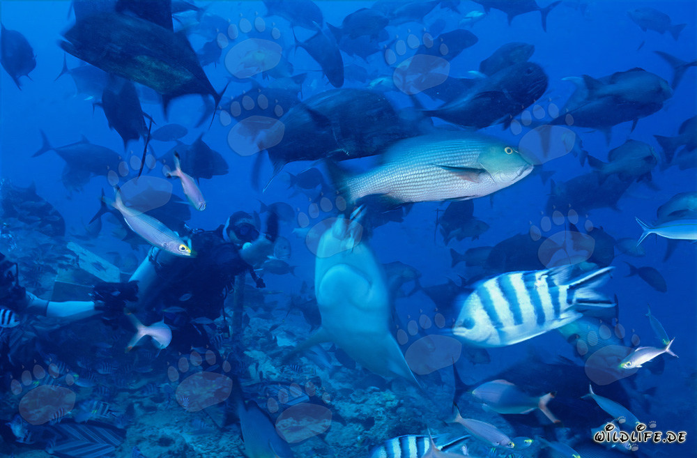Impressive Bull Shark and brave diver in Beqa Lagoon, Fiji