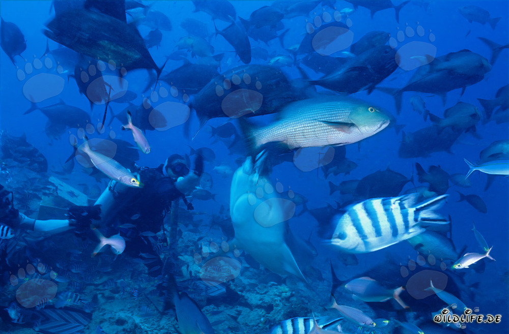 Imposanter Bullenhai und mutiger Taucher in der Beqa Lagune, Fiji