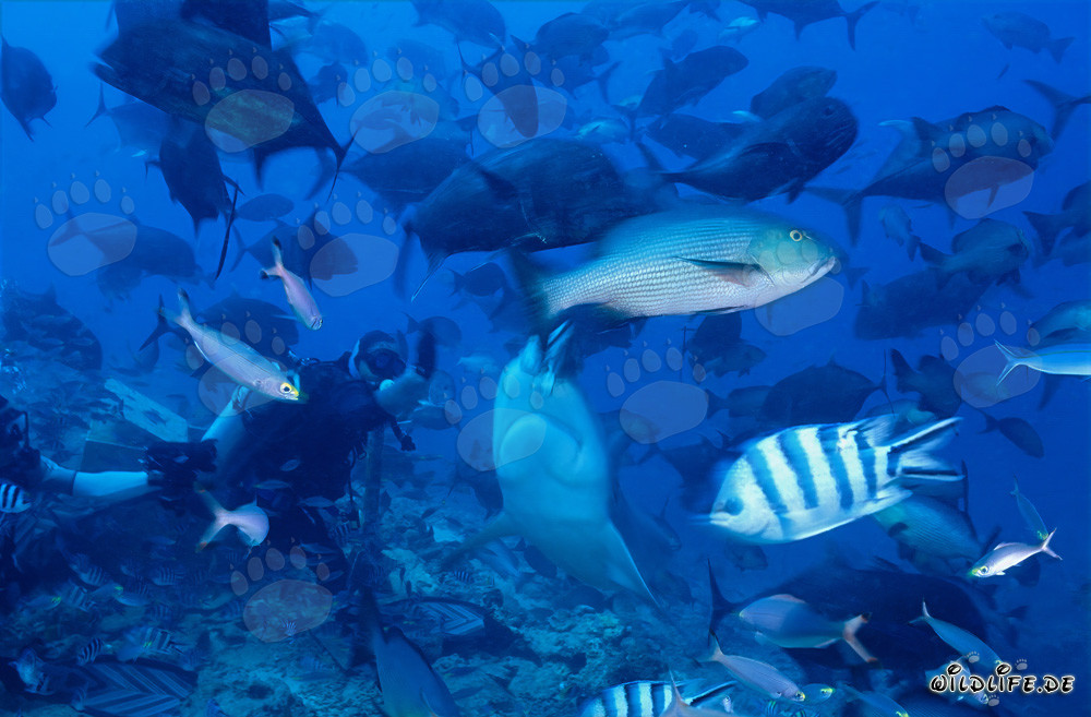 Impressionnant requin taureau et plongeur courageux dans la lagune de Beqa, Fidji