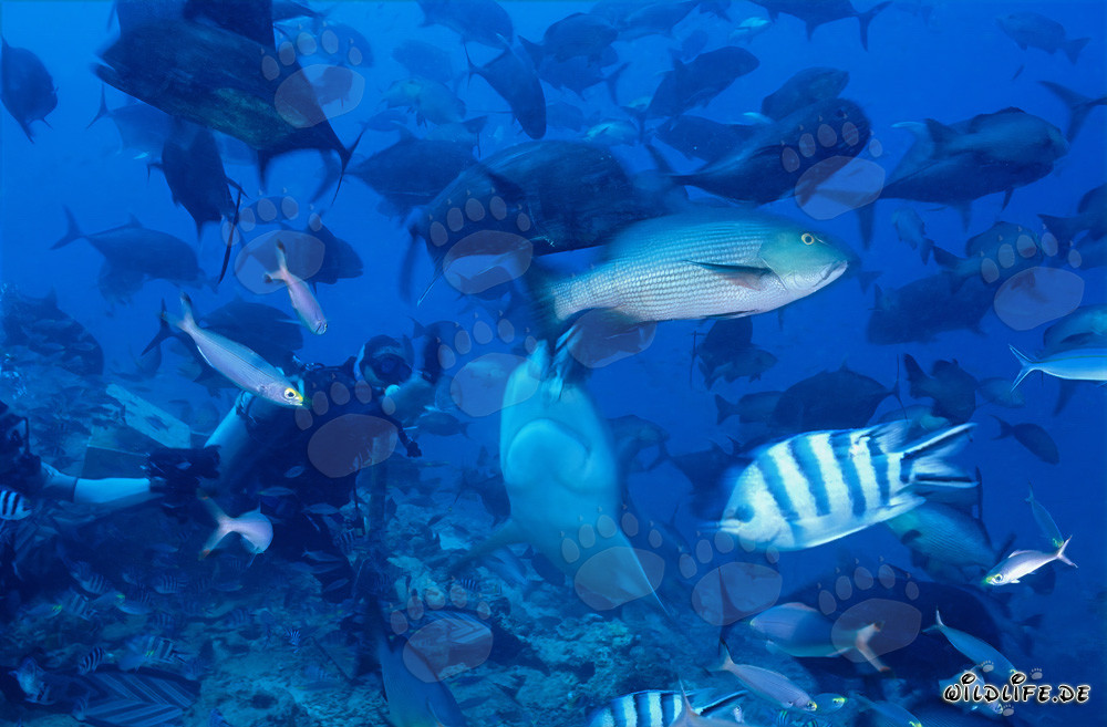 Imponente squalo toro e coraggioso subacqueo nella laguna di Beqa, Figi