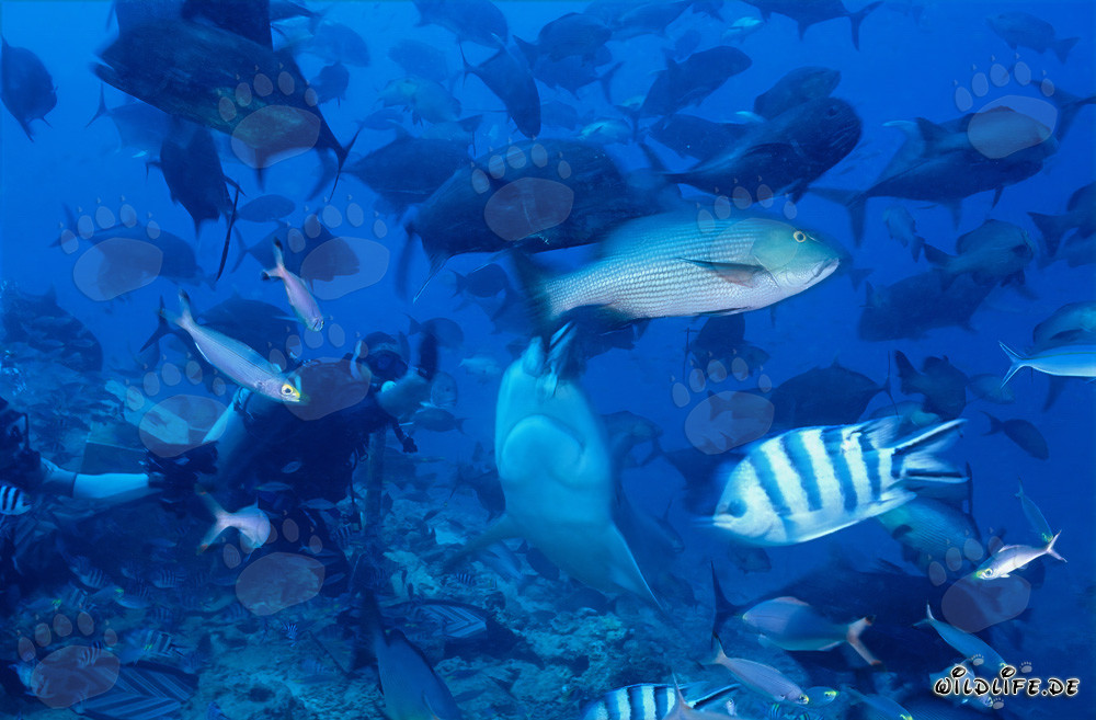 Impresionante tiburón toro y buzo valiente en la laguna de Beqa, Fiji