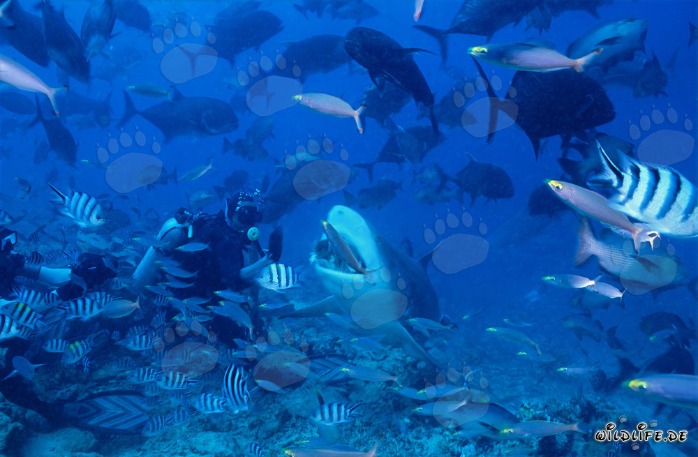 Fascinating Bull Shark in Beqa Lagoon