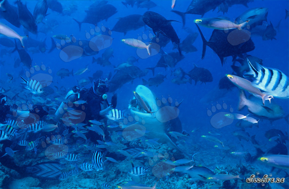 Requin taureau fascinant dans le lagon de Beqa