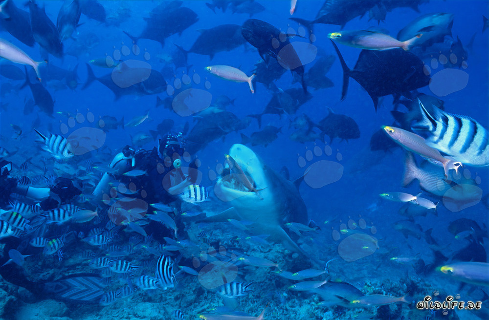 Tiburón toro fascinante en el lago de Beqa