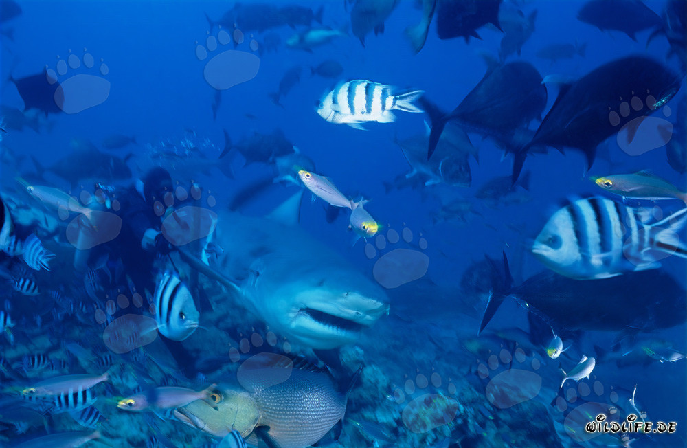 Bull Shark next to the diver