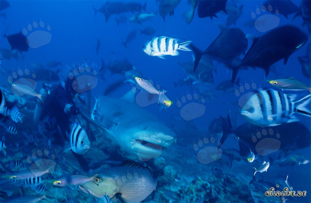 Bullenhai schwimmt dicht am Taucher vorbei