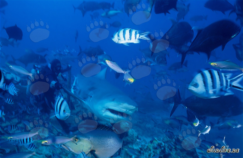 Tiburón toro nada cerca de un buzo