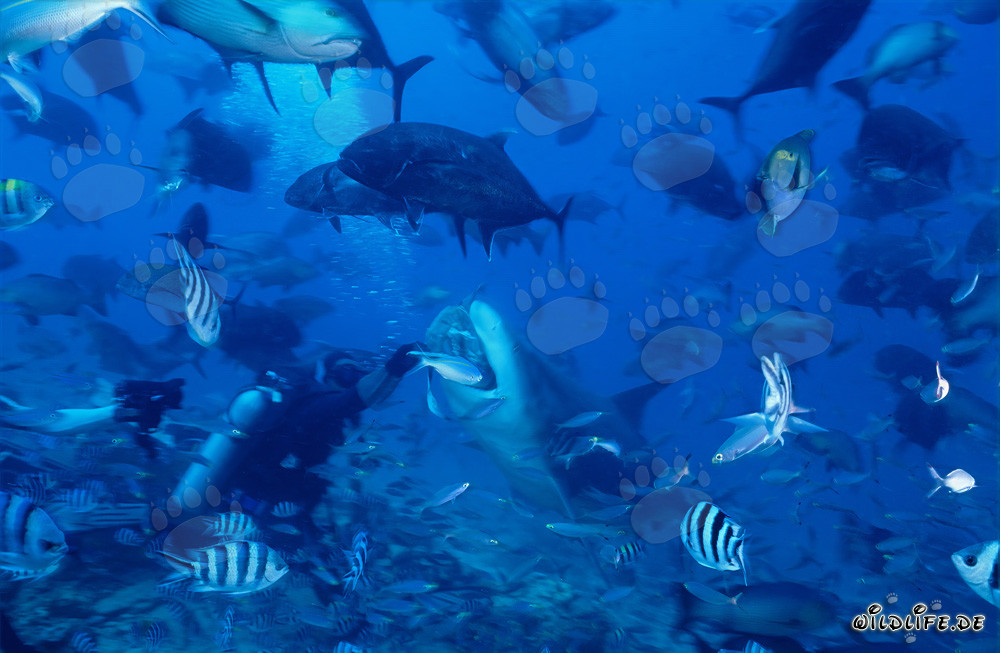 Buzo entrega cebo de pescado a tiburón toro