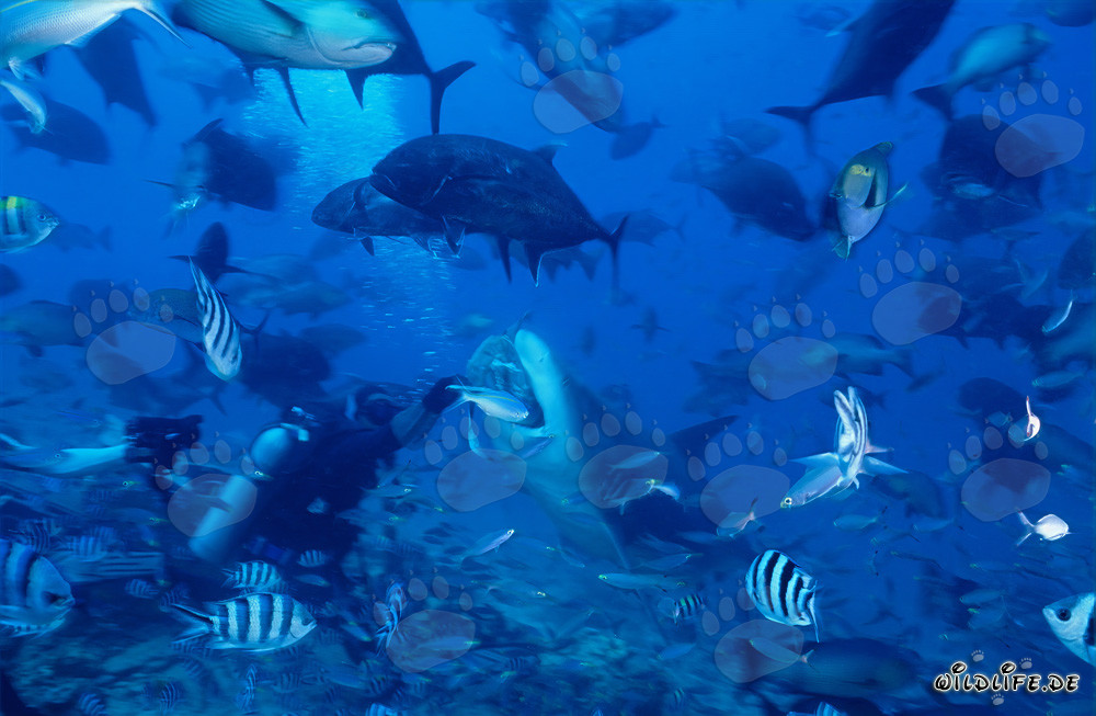 Subacqueo consegna esca al pescecane