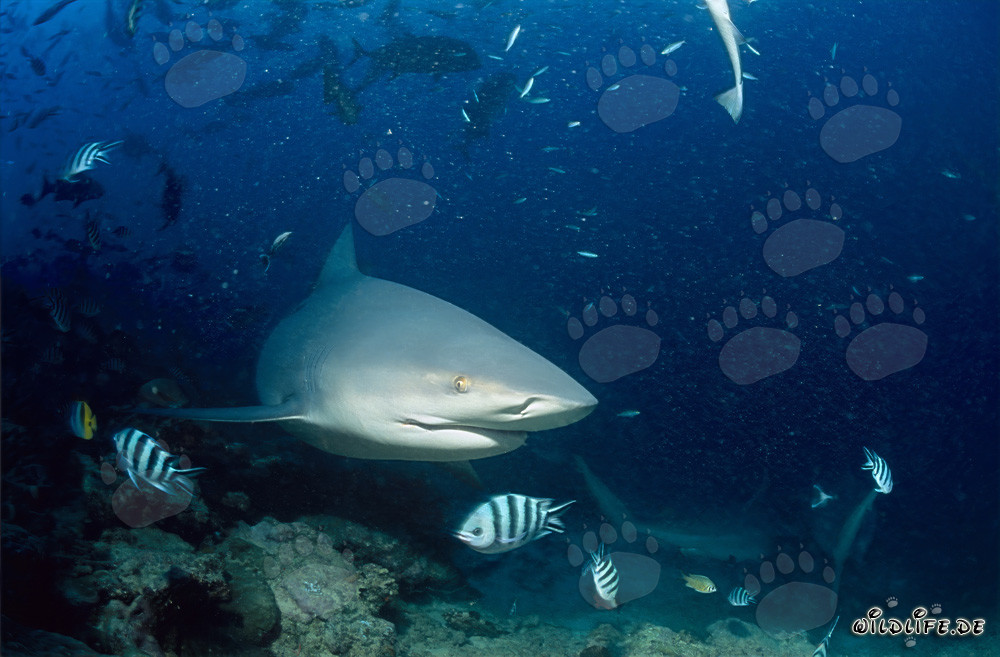 Bull Shark - Majestic Tropical Marine Creature