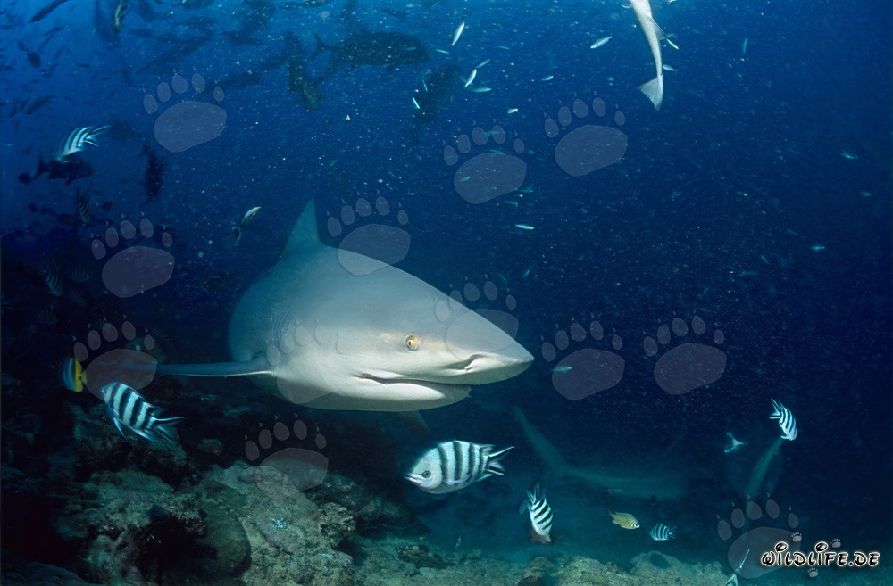 Requin bouledogue - Majestueux habitant des mers tropicales