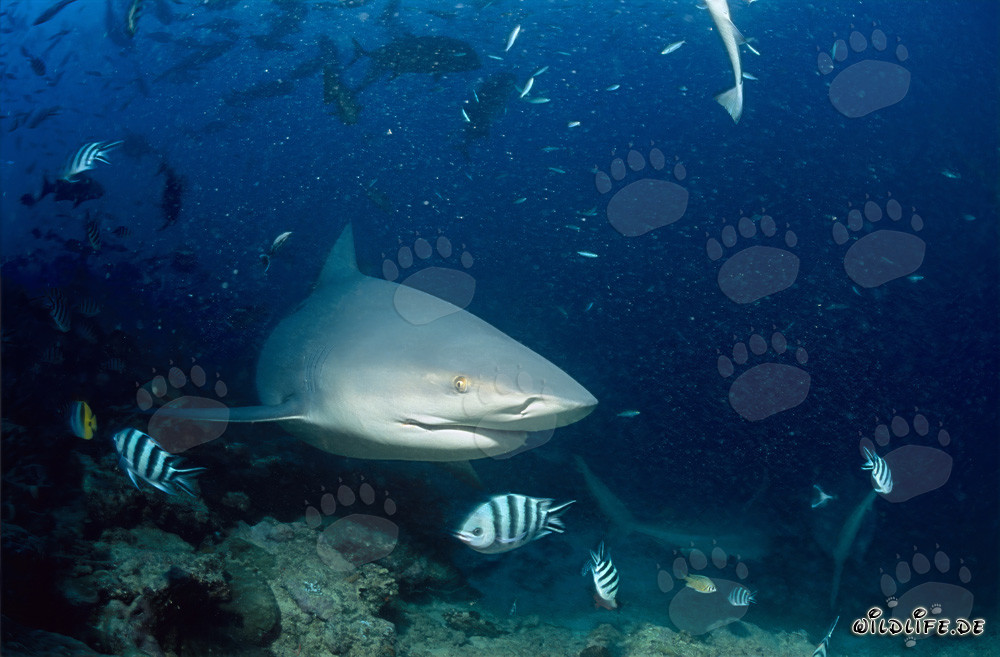 Tiburón toro - Majestuoso habitante de los mares tropicales