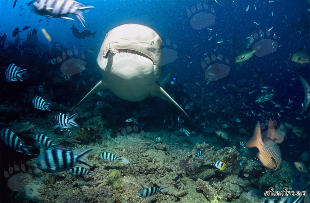 Requin taureau imposant apparaît au milieu d'une concentration de poissons au Shark Reef dans le lagon de Beqa