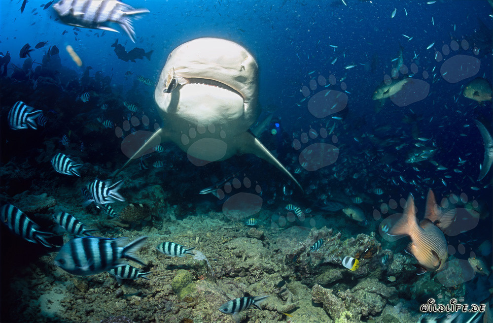 Imponente squalo toro appare in mezzo a una concentrazione di pesci presso lo Shark Reef nel lago Beqa