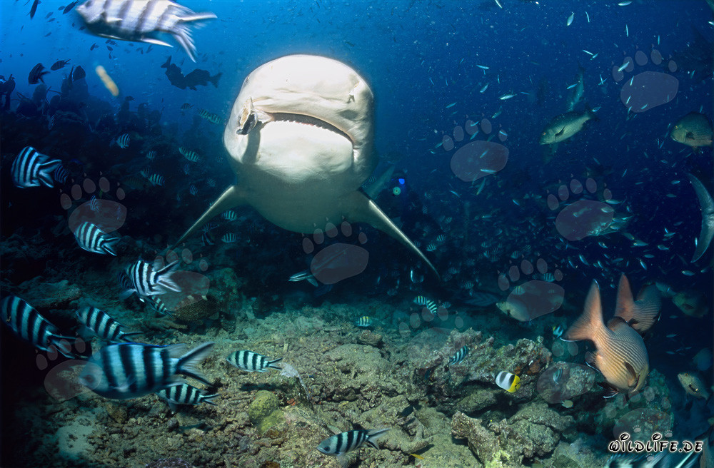 Impresionante tiburón toro aparece en medio de una concentración de peces en el Shark Reef de la laguna de Beqa