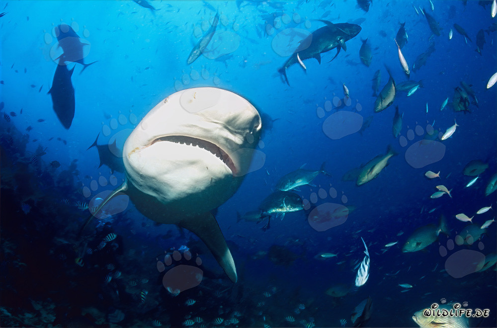 Rencontre avec un majestueux requin taureau dans le récif de requins de la lagune de Beqa à Vitu Levu, Fidji
