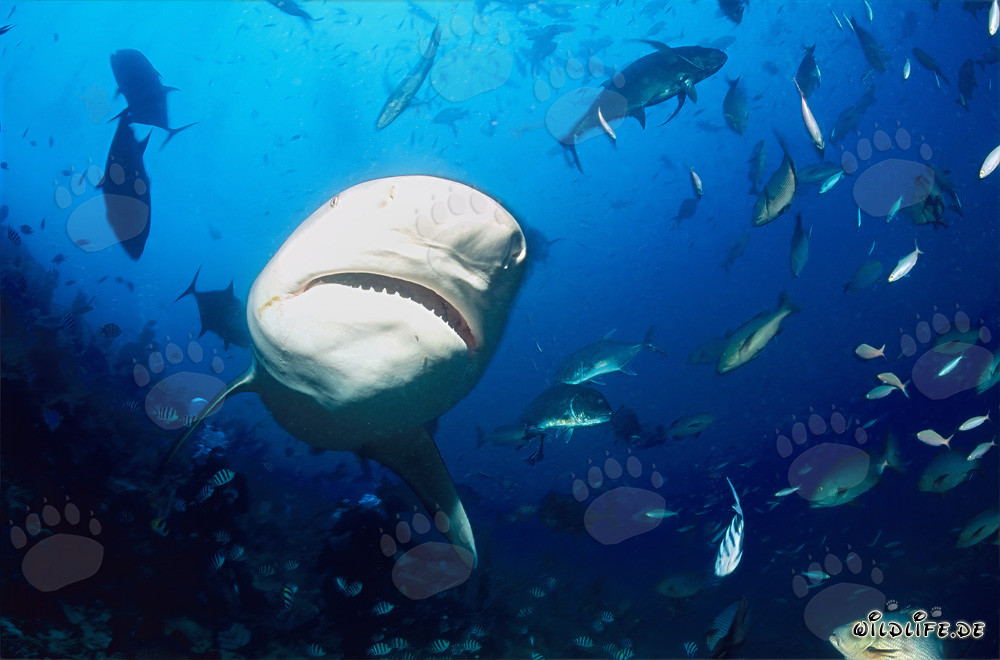 Incontro con uno squalo toro maestoso nella barriera corallina dello Shark Reef della laguna di Beqa a Vitu Levu, Figi