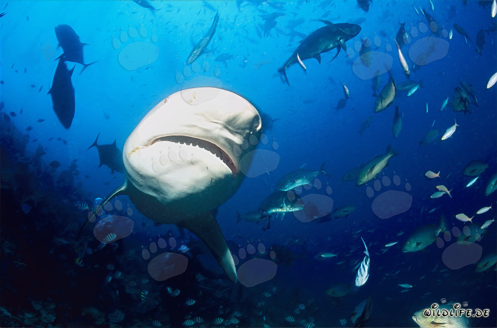 Encuentro con un majestuoso tiburón toro en el arrecife de tiburones de la laguna Beqa en Vitu Levu, Fiyi
