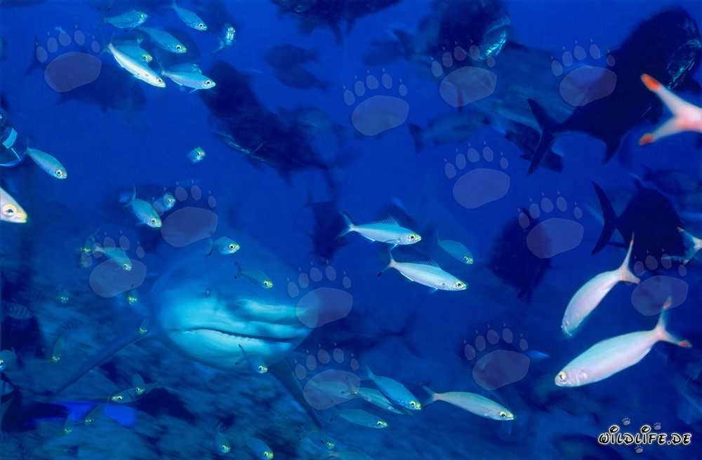 Bull shark accompanied by Fusiliers