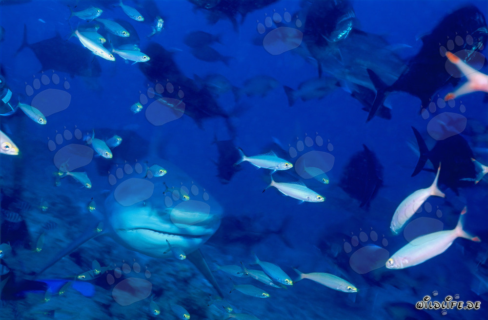 Requin taureau accompagné de fusiliers