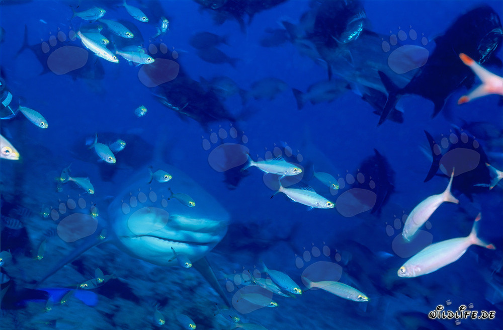 Squalo toro in compagnia di fucilieri