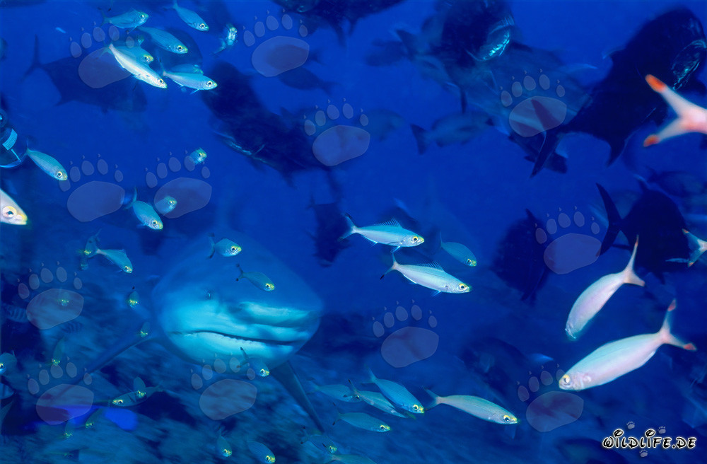 Tiburón toro acompañado de fusileros