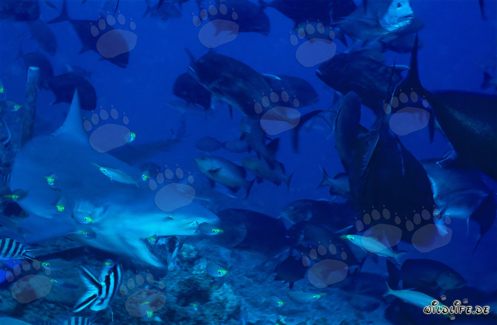 Requin taureau mordant - Capture fascinante d'un requin taureau