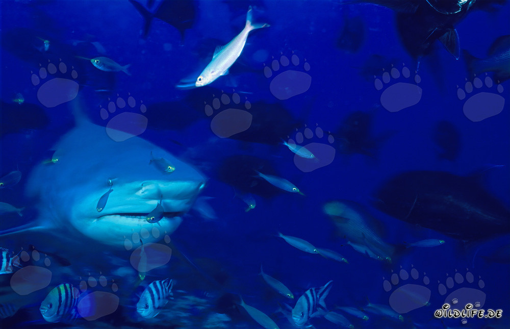 Bull shark surrounded by numerous fishes in the coral reef