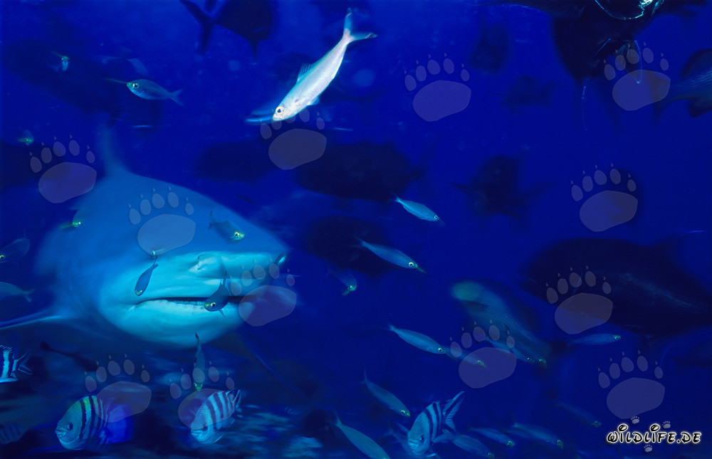 Bullenhai umgeben von zahlreichen Fischen im Korallenriff
