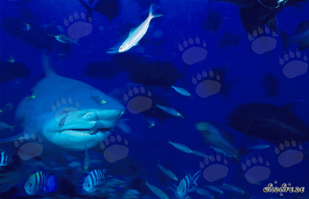 Requin taureau entouré de nombreux poissons dans un récif corallien