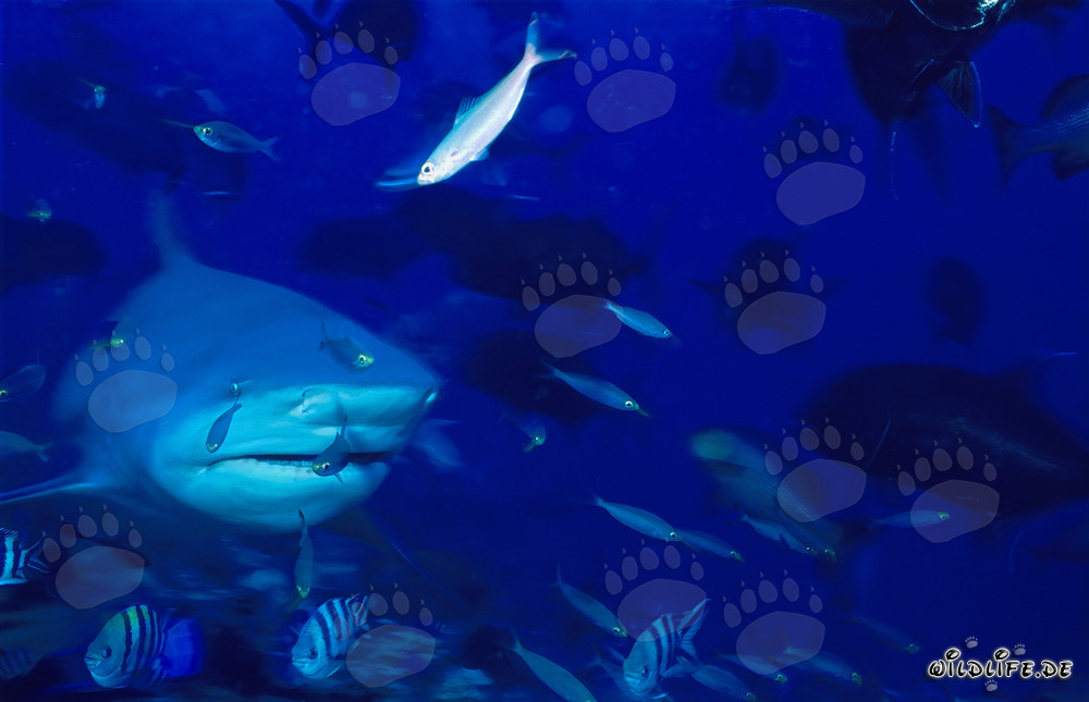 Squalo toro circondato da numerosi pesci nella barriera corallina