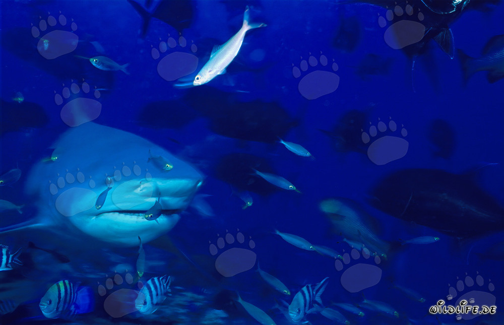Tiburón toro rodeado de numerosos peces en un arrecife de coral