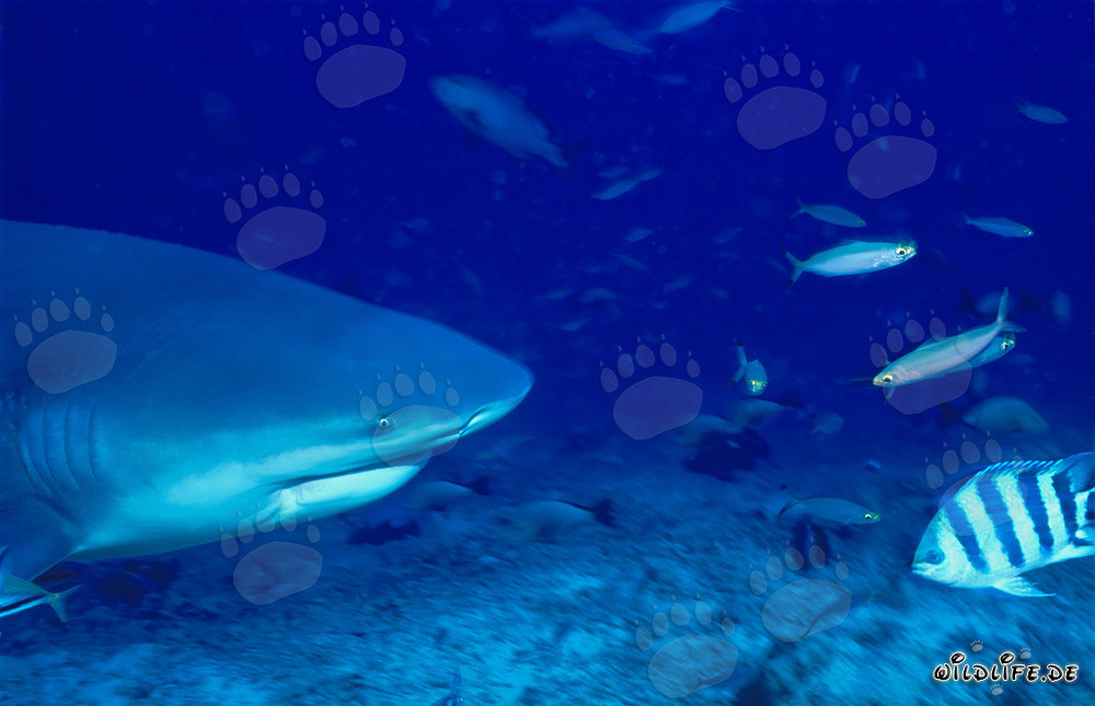 Portrait imposant d'un requin taureau dans des eaux tropicales