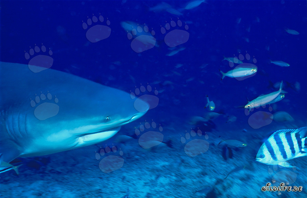 Ritratto imponente di uno squalo toro in acque tropicali